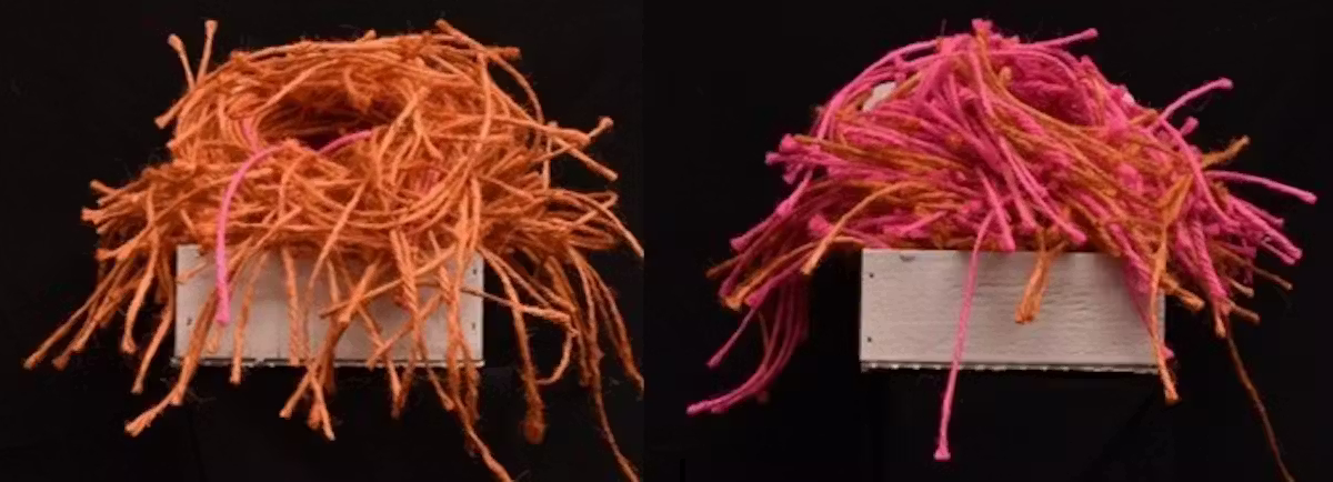 животные-нонконформисты, отстаивать свое мнение, нонконформизм