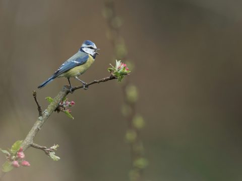 Сайт дня: виртуальное полотно со звуками тысяч птиц из разных уголков мира