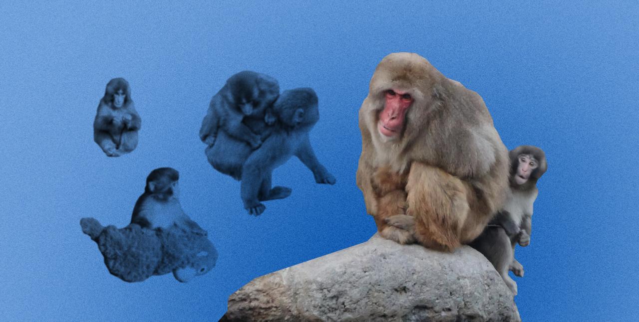 обезьянка Панч, макака Панч