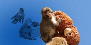 Каждый из нас — макака Панч: чем так трогает история брошенной обезьянки из японского зоопарка