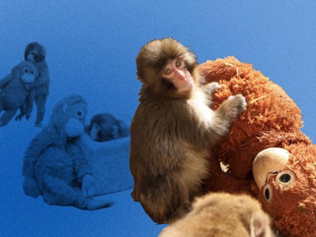 Каждый из нас — макака Панч: чем так трогает история брошенной обезьянки из японского зоопарка