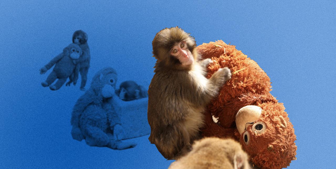 обезьяна Панч, макака Панч