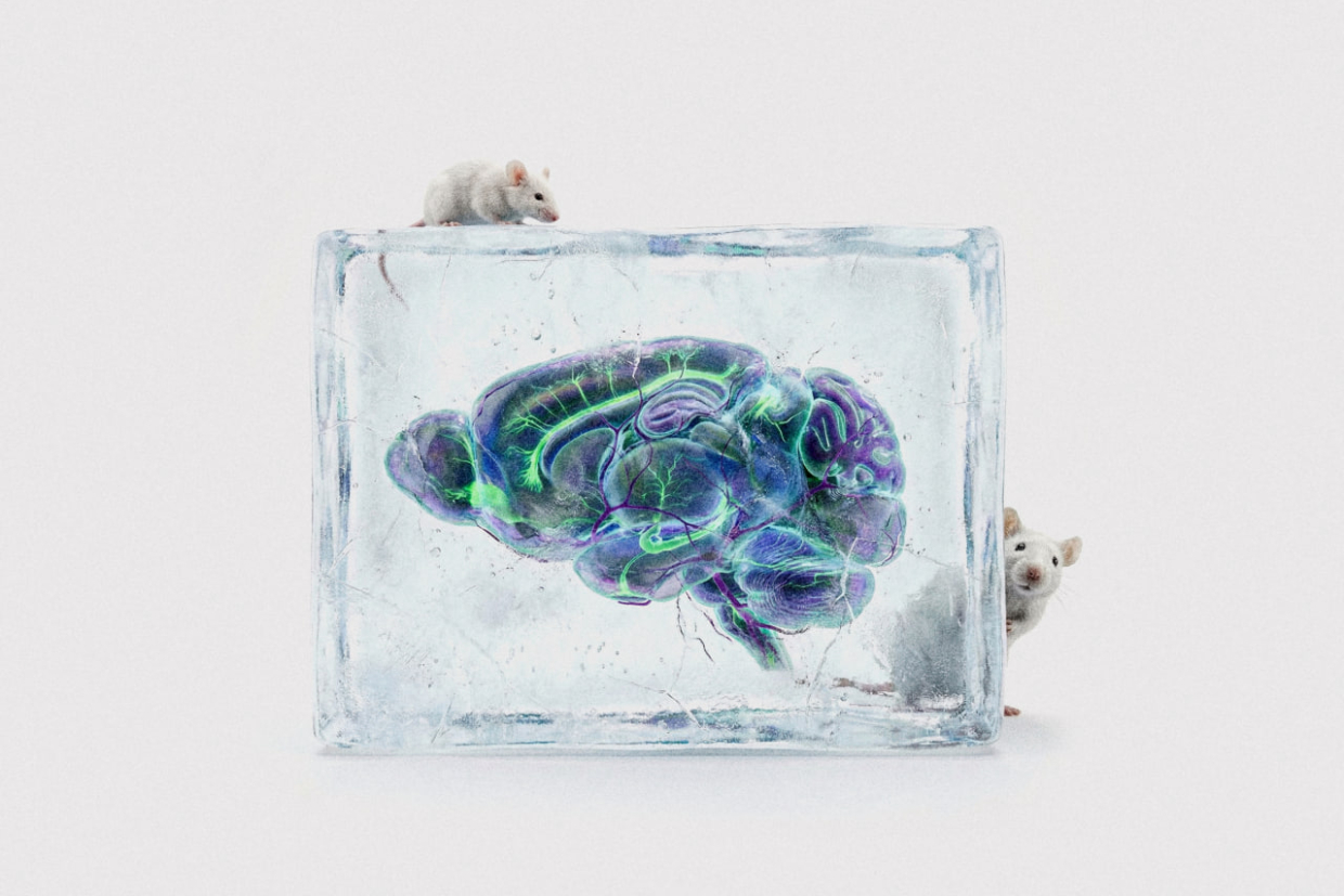 Криоконсервация: отмороженный мозг заработал?