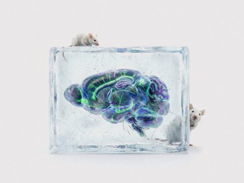 Криоконсервация: отмороженный мозг заработал?