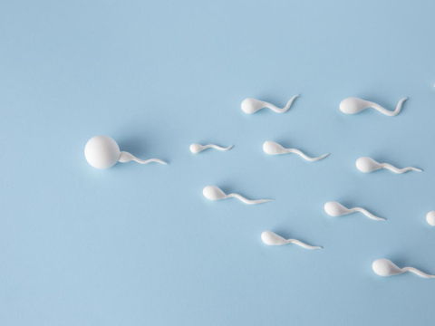 Исследование: длительное воздержание вредит сперматозоидам