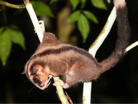 Ученые запечатлели зверьков, которые «воскресли» спустя 6 тыс. лет