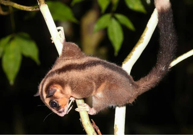 Ученые запечатлели зверьков, которые «воскресли» спустя 6 тыс. лет