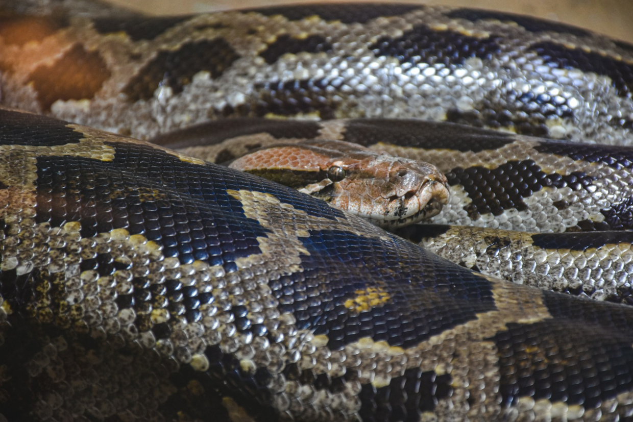 Ученые выяснили, как питоны могут месяцами обходиться без еды