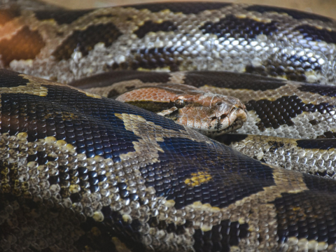 Ученые выяснили, как питоны могут месяцами обходиться без еды