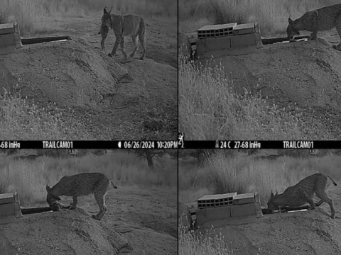 Ученые впервые сняли на видео, как дикие пиренейские рыси «замачивают» свою добычу перед едой