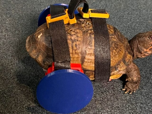 Специалист по аквариумам напечатал на 3D-принтере «коляску» для черепахи, потерявшей задние лапы