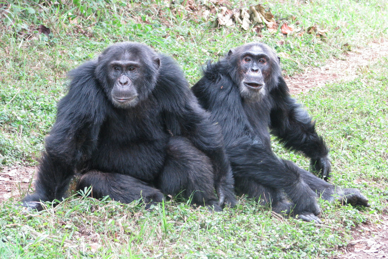Исследование: шимпанзе устроили «гражданскую войну» — напали на сородичей из своей стаи