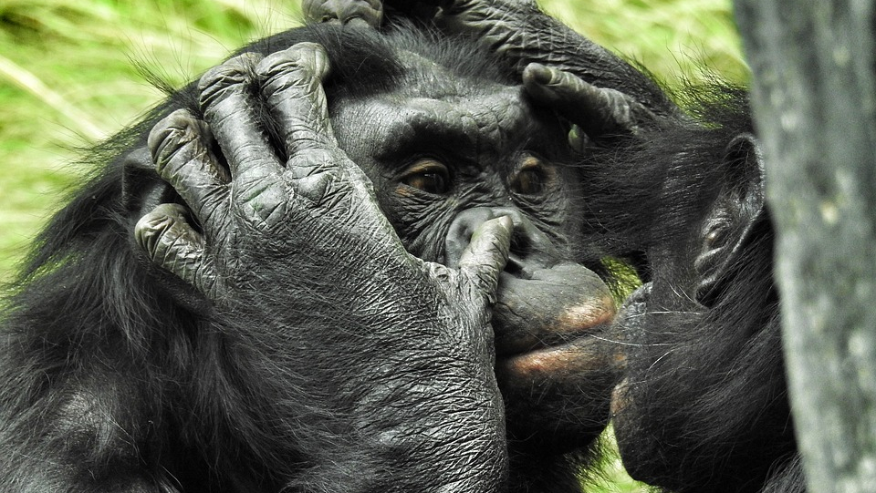 бонобо