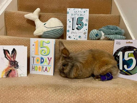 Кролика Херби из Великобритании признали самым старым из ныне живущих представителей его вида