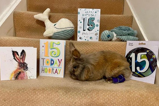 кролик-долгожитель, львиноголовые кролики, домашний кролик