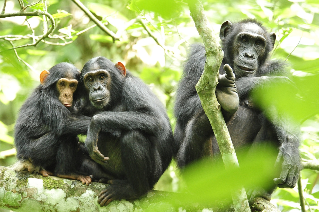 Гражданская война у шимпанзе Нгого: как враждуют и мирятся приматы