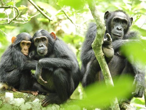 Гражданская война у шимпанзе Нгого: как враждуют и мирятся приматы