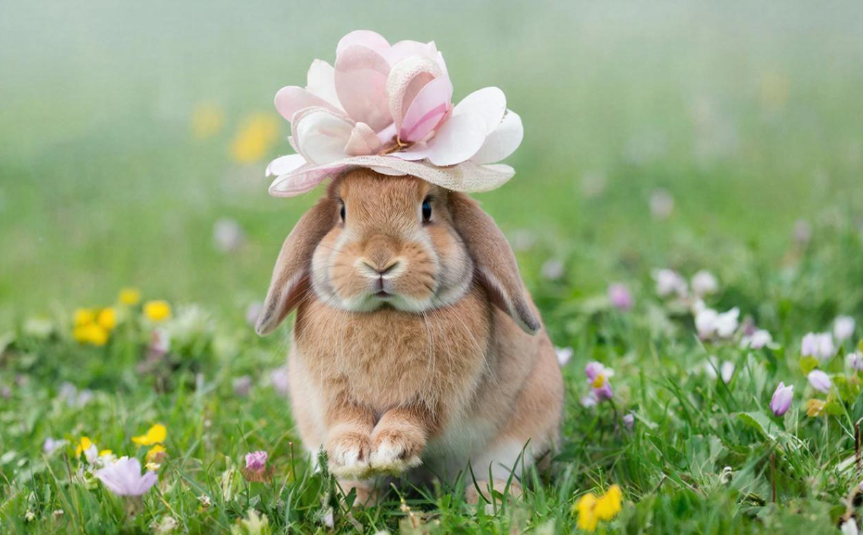 Ученые внедрили в клетки животных фотосинтезирующие наночастицы растений