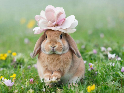 Ученые внедрили в клетки животных фотосинтезирующие наночастицы растений