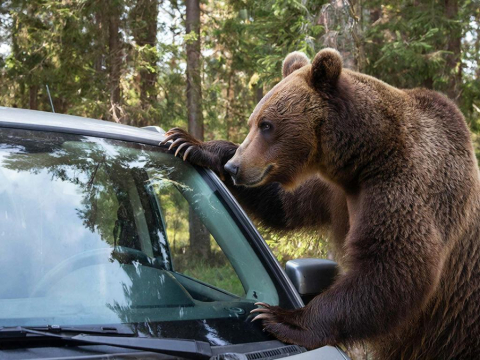 Американцы попытались получить страховые выплаты, инициировав нападение «медведя»
