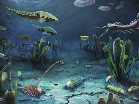 Песчаный червь из «Дюны» жил на дне докембрийского океана