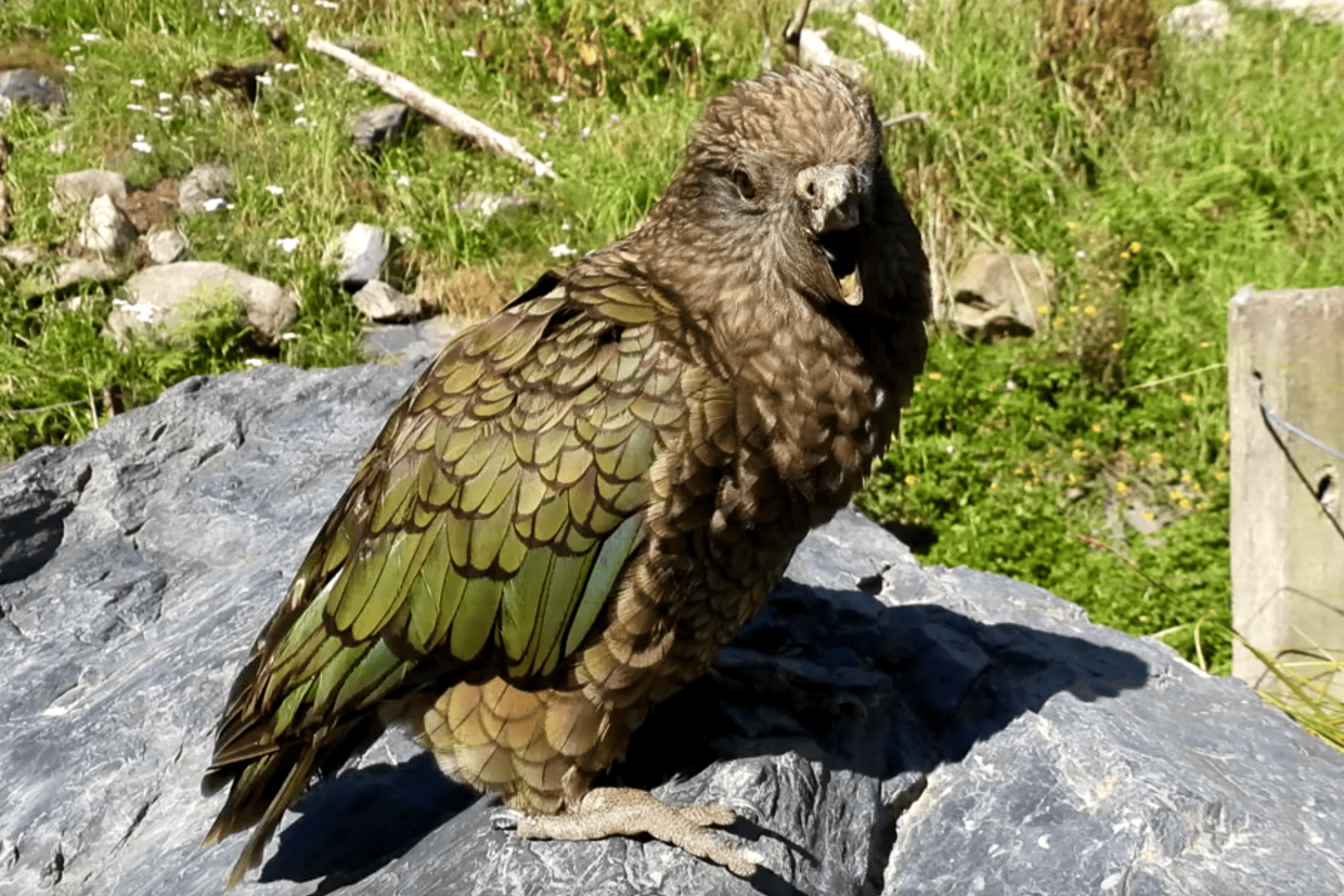 Попугай Брюс с деформированным клювом смог стать альфа-самцом, вопреки всем преградам