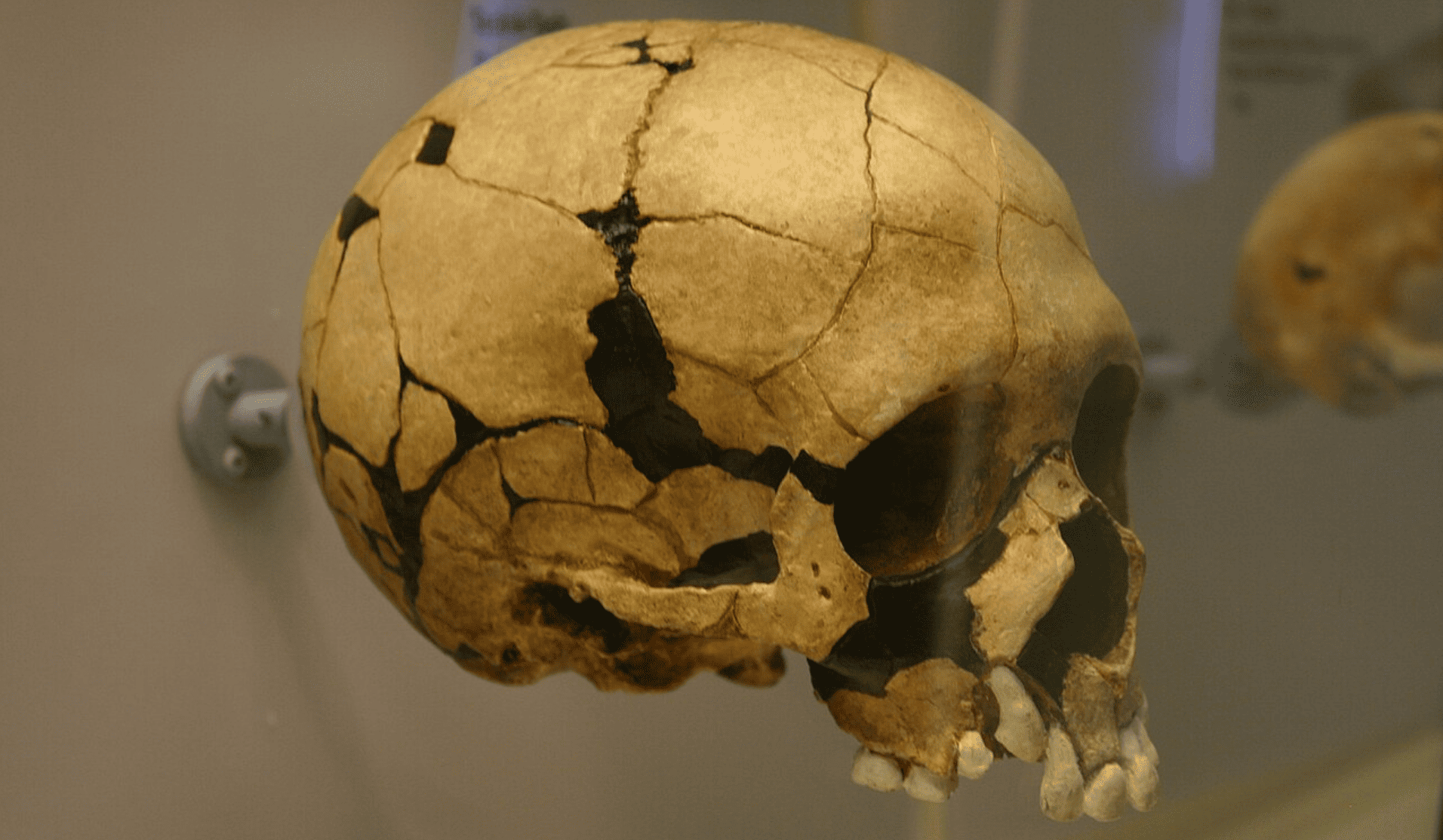 череп неандертальца