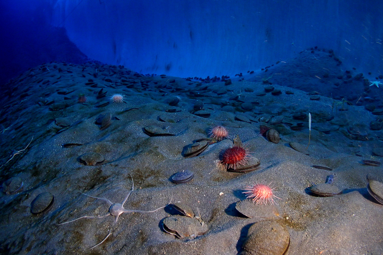 Экосистемы восстанавливаются быстрее, чем думали ученые