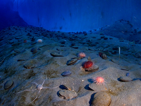 Экосистемы восстанавливаются быстрее, чем думали ученые