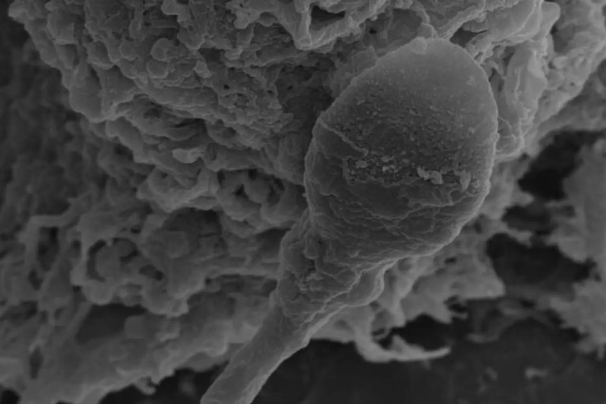 Исследование: почему сложно зачать ребенка в условиях невесомости