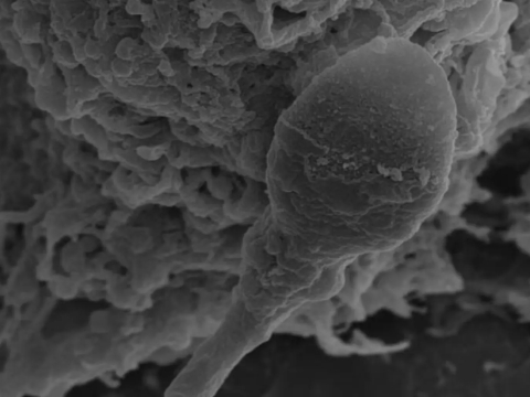 Исследование: почему сложно зачать ребенка в условиях невесомости