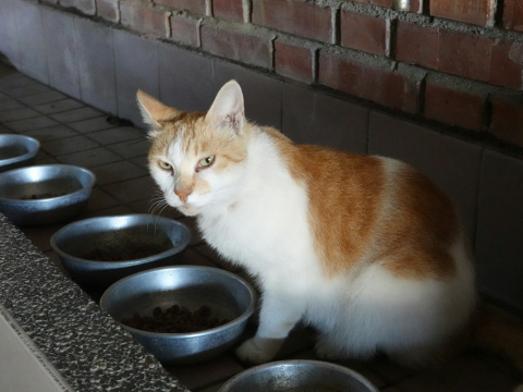 Ученые выяснили, почему коты и кошки постоянно не доедают корм