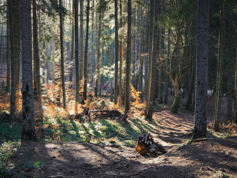 Исследование: звуки родной фауны успокаивают нас больше, чем шум зарубежных лесов
