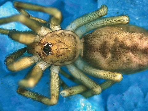 Ученые назвали новый вид пауков в честь группы Pink Floyd