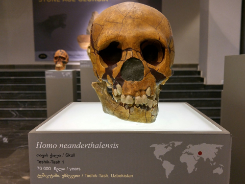 Исследование: младенцы-неандертальцы были вдвое крупнее детей человека разумного