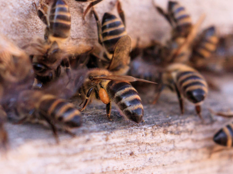 Исследование: шмели могут отличать ритмы