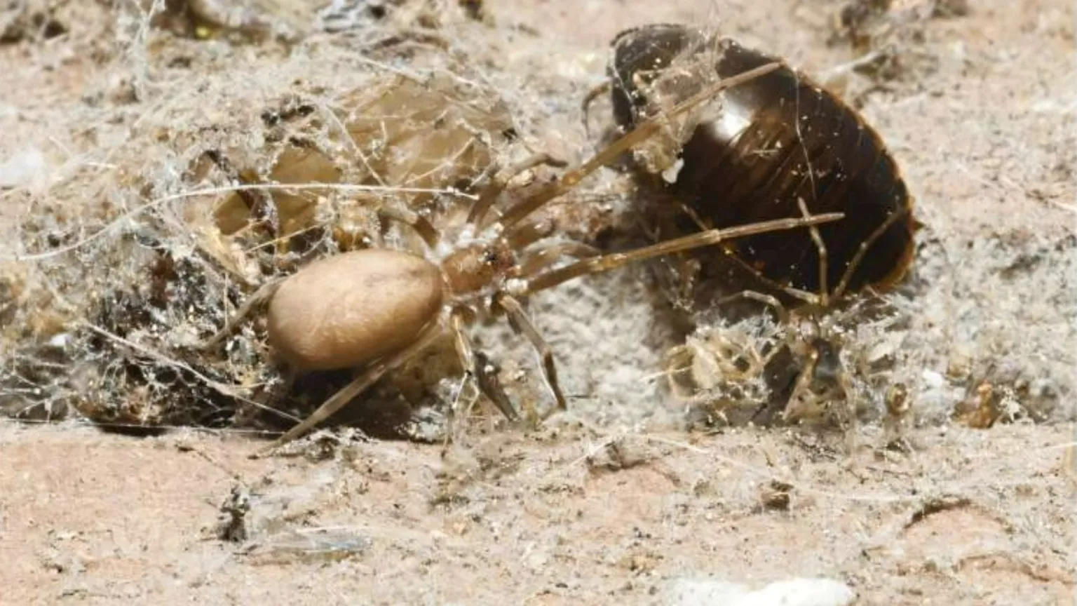 Pink Floyd и пауки, рокеры