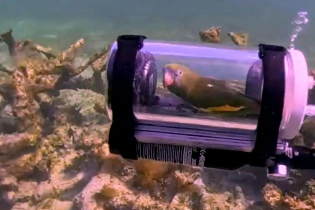 Изобретатель смастерил подводную лодку для своего попугая Бебе