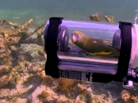 Изобретатель смастерил подводную лодку для своего попугая Бебе