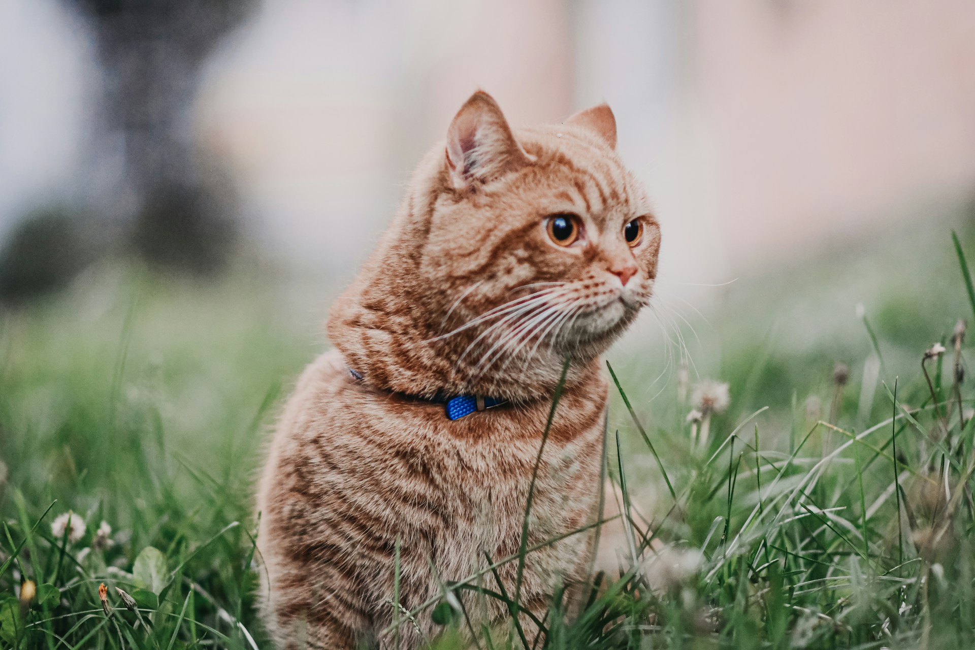 кошки и собаки, перевод с кошачьего, о чём говорят собаки, китайские учёные