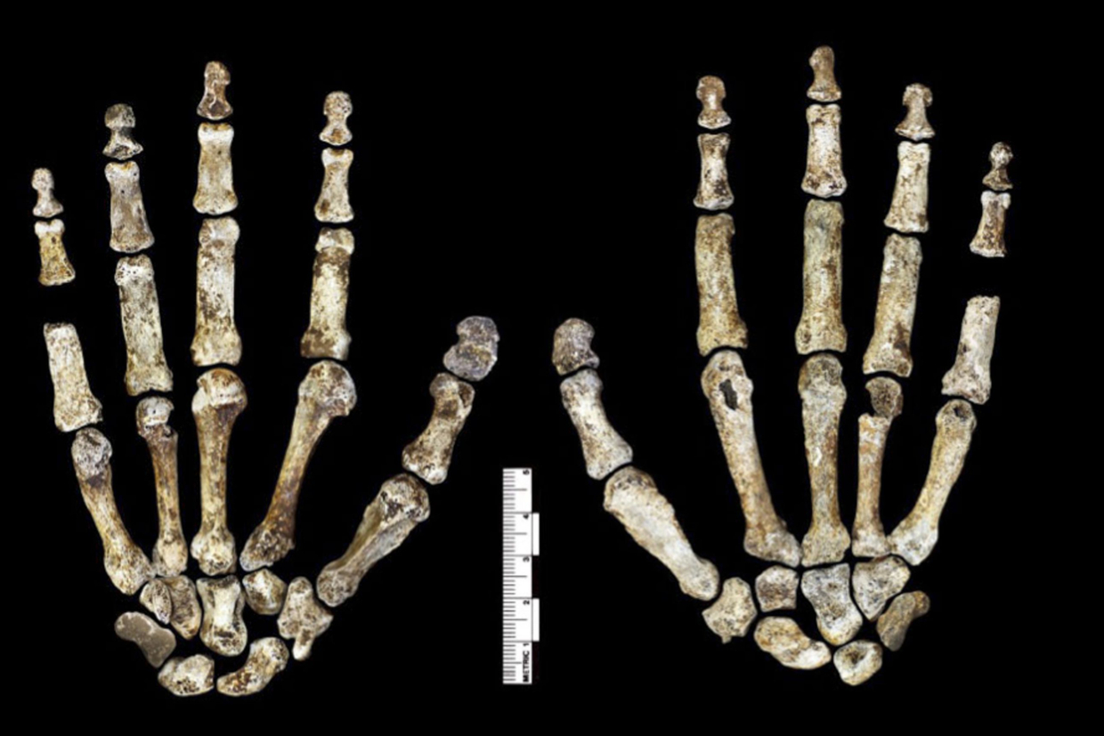 Первые похороны в истории: загадка Homo naledi