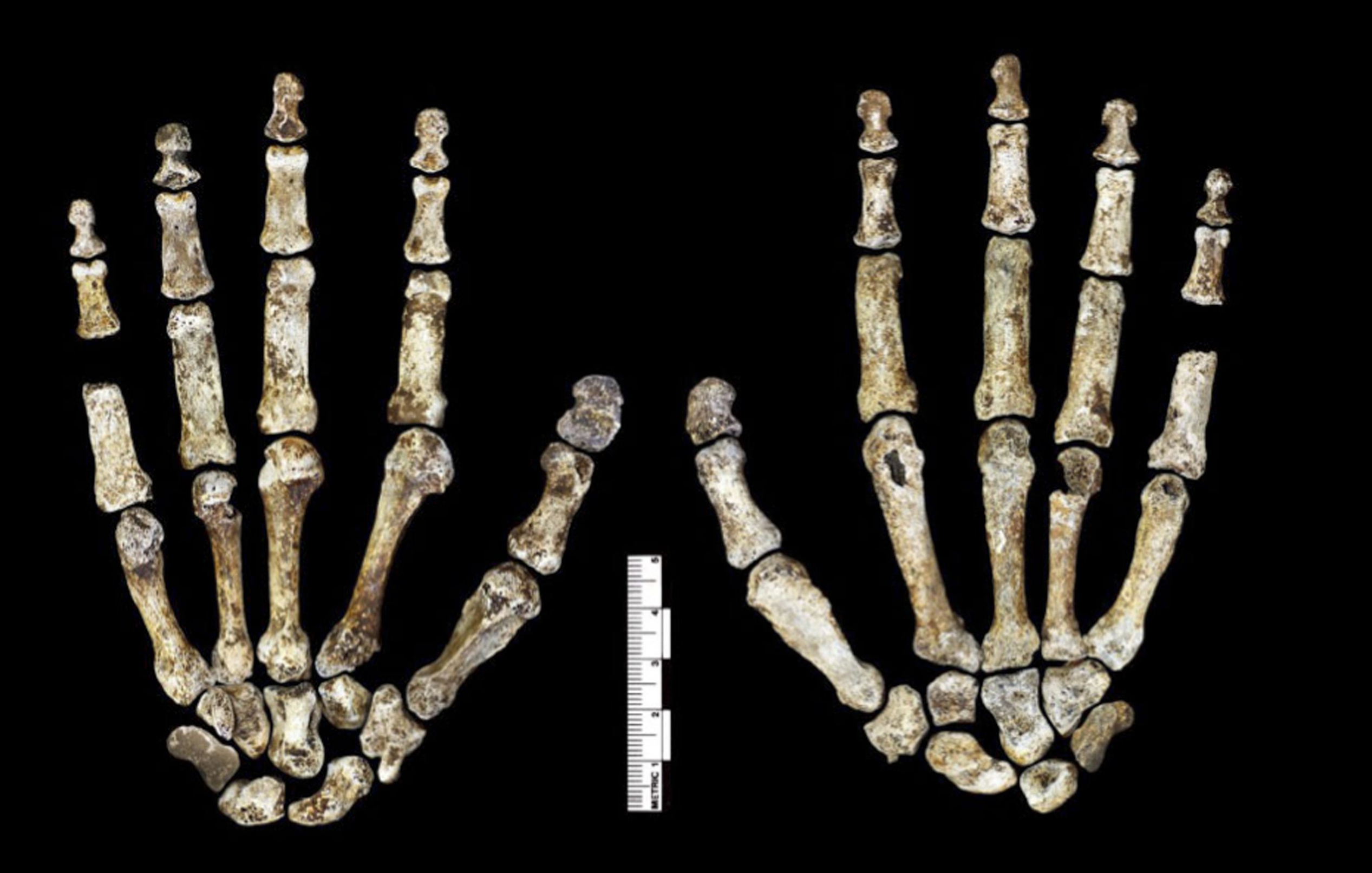 naledi