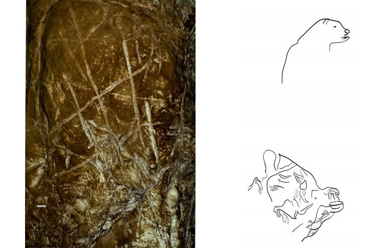 naledi