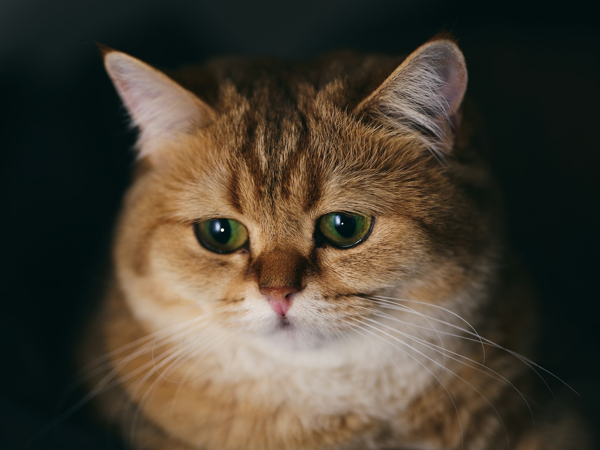 коты, кошки, исследование о кошках, кошки-звёзды соцсетей, коты в тиктоке, ролики с котами