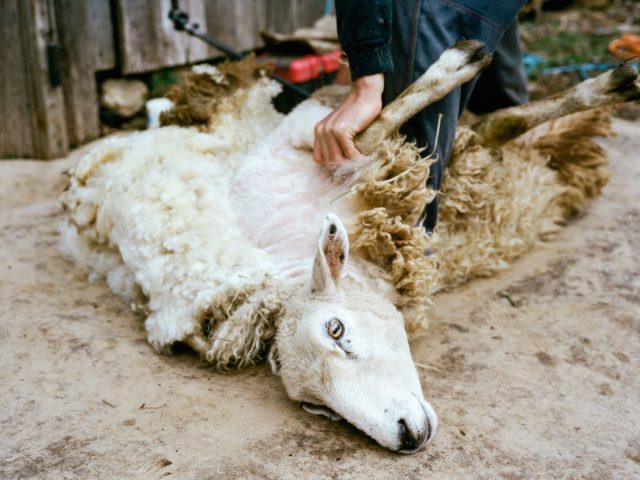 Фоторепортаж: Как стригут овец в Северной Каролине