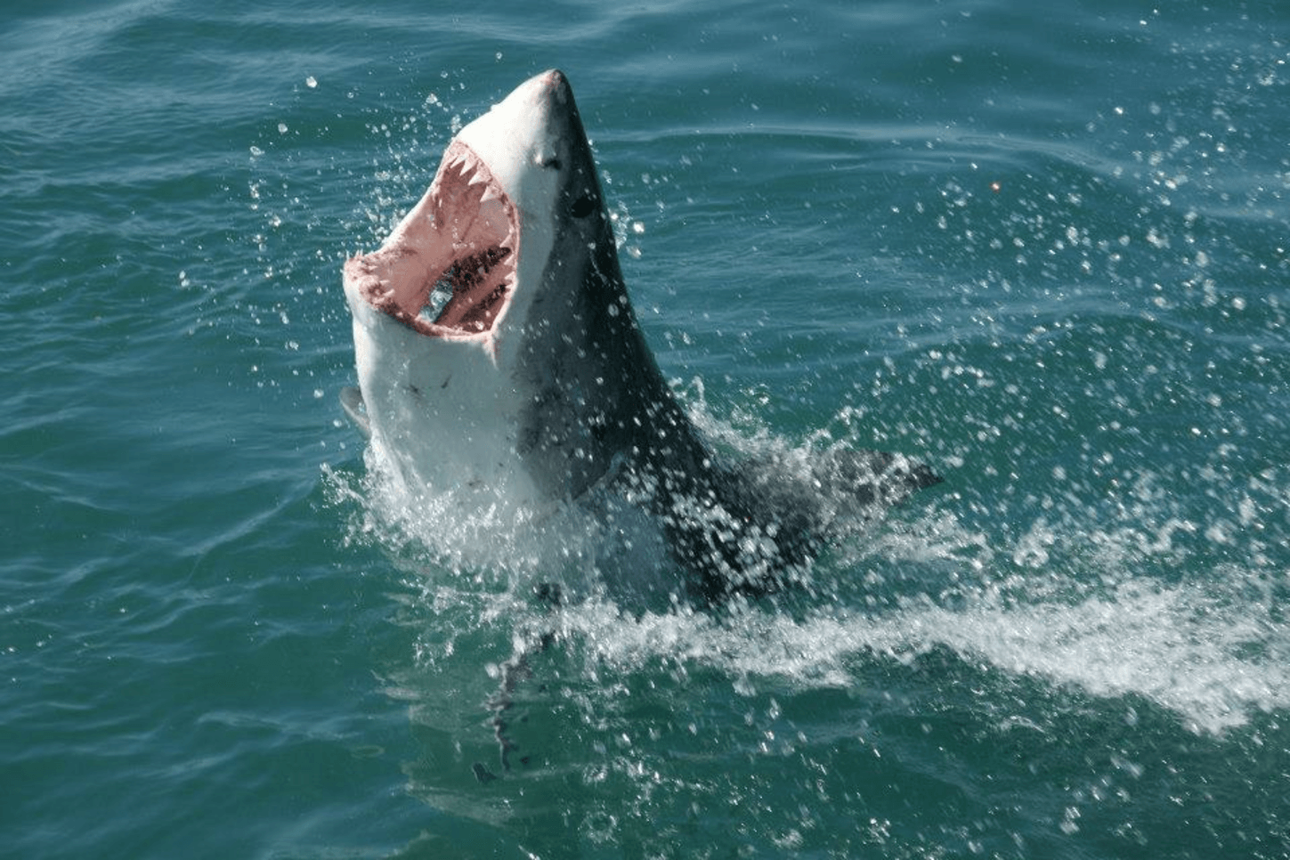 За сколько акула чувствует кровь