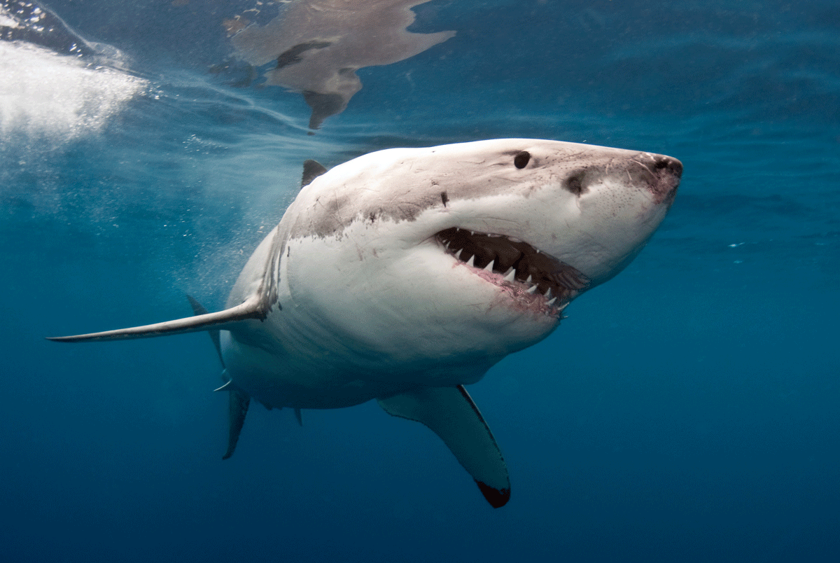 Как не быть съеденным акулой | MAXIM