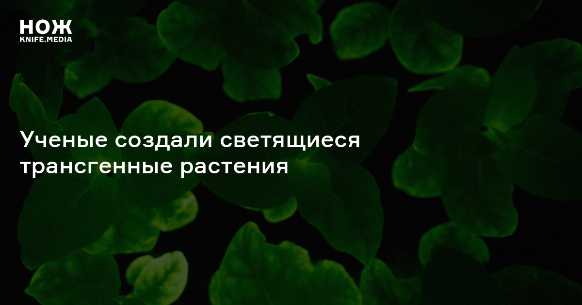 Ученые создали светящиеся трансгенные растения — Нож