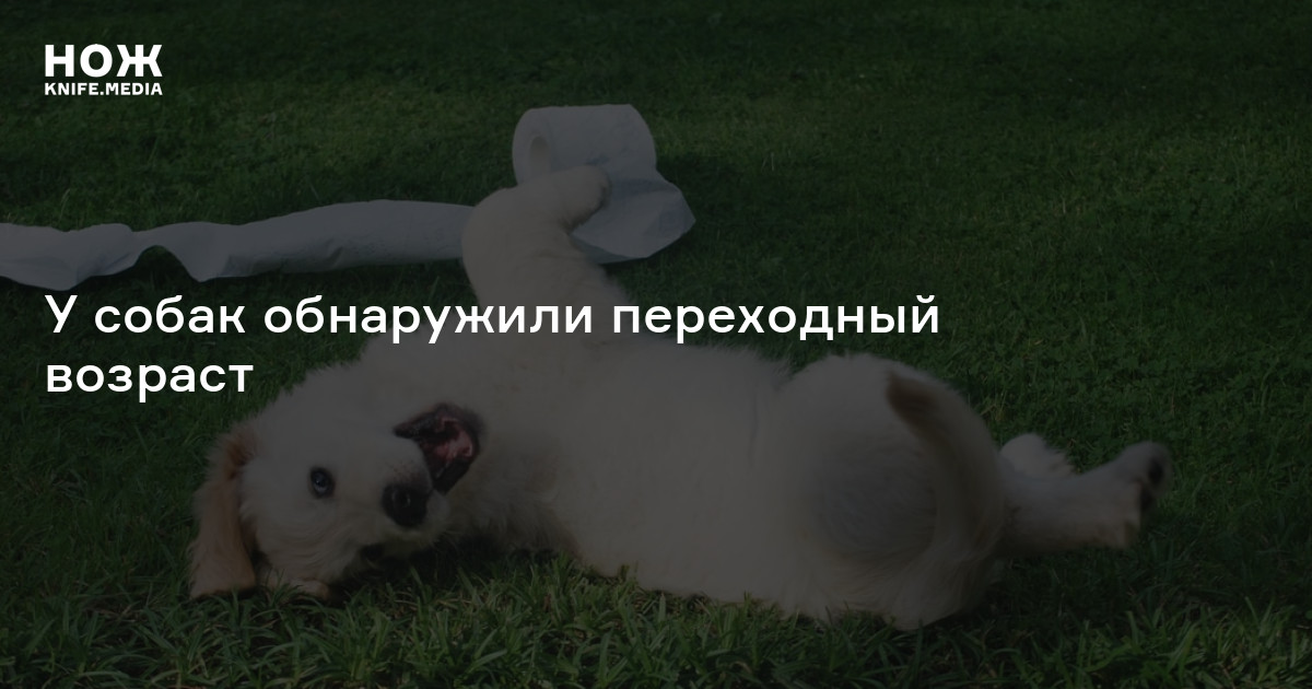 У собак обнаружили переходный возраст — Нож