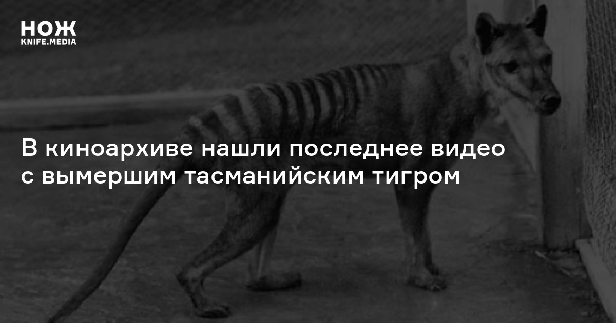 В киноархиве нашли последнее видео с вымершим тасманийским тигром — Нож